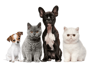 ex_pets_logo